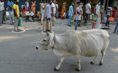 India Claims Cow Dung Chip Protects against Radiation
