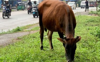 Sri Lanka to Ban Cattle Slaughter