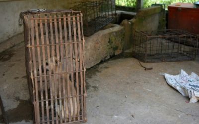 Cambodia’s Tourist Hotspot Bans Dog Meat Trade