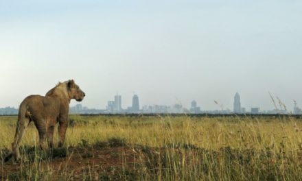 World Wildlife Plummets More Than Two-Thirds in 50 Years