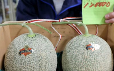 Japan Premium Melons Take Price Plunge