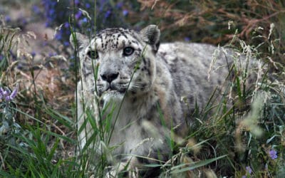 Indian Officials Capture Rare Snow Leopard