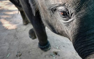 Hidden Camera Footage Shows Abusive Taming of Baby Elephant at Thai Camp