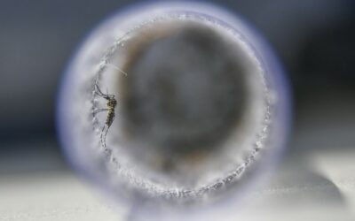 Zika Virus Cases Detected in India’s Kerala State