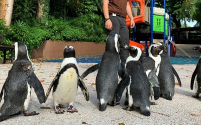 Singapore Penguins Given a Free Run Around the Zoo After Shutdown