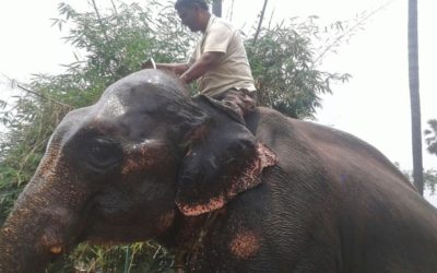 An Indian Landowner has Willed His Land to Two Elephants That Saved His Life