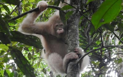 World’s First Albino Orangutan Spotted in Borneo Rainforest