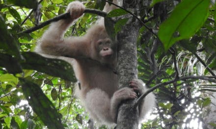 World’s First Albino Orangutan Spotted in Borneo Rainforest