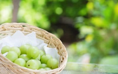 Amla: The Wonders of Indian Gooseberries