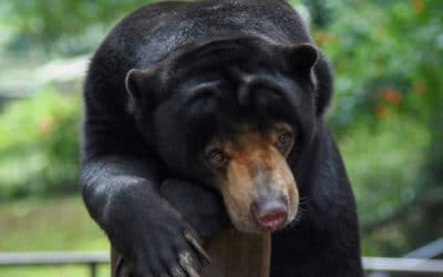 Indonesia Zoo Animals on the Brink of Starvation
