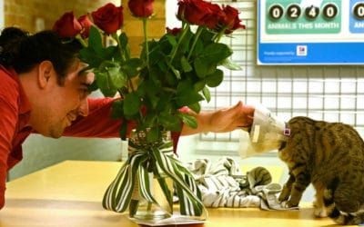 Animal Adoptions Soar in Australia During Virus Shutdown