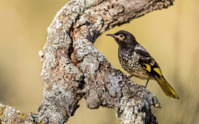 Endangered Australian Songbird ‘Losing Its Song’