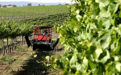 China Launches Anti-Dumping Investigation into Australian Wine