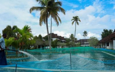 Luxury Resort in India Turned Swimming Pool into a Fish Farm
