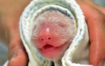 A Giant Panda in Taipei Zoo Has Given Birth to a Second Cub