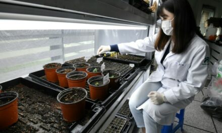 Last Resort: The Seeds Kept Safe in a South Korean Mountain