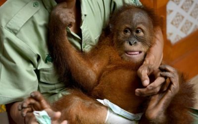 BonBon: Smuggled Orangutan to be Released Back to the Wild in Bali