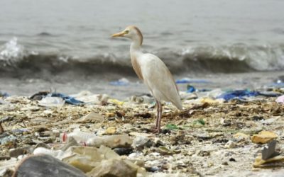 NGO Found Bags and Balloons Waste Most Responsible for Entanglement Incidents