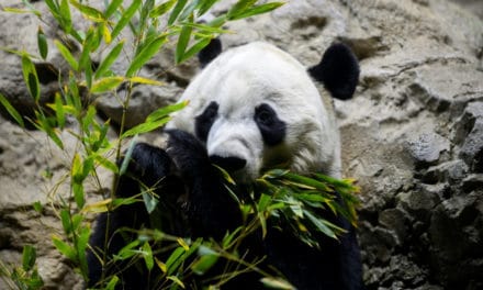 Panda Bei Bei Will Leave Washington to China in His Own Boeing 777