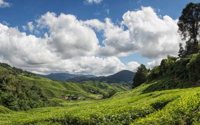 The Ultimate Guide to Malaysia’s Cameron Highlands