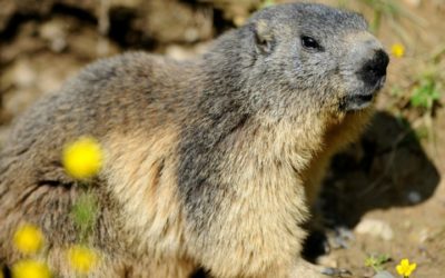 Teenage Boy Dies of Plague in Mongolia