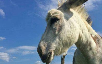 Meet Buckwheat, The Donkey for Hire to Crash Zoom Meetings