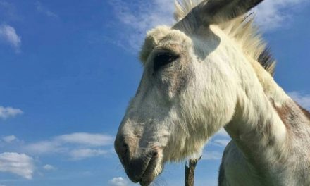 Meet Buckwheat, The Donkey for Hire to Crash Zoom Meetings