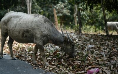 Pakistani Man was Fined Eight Buffaloes for Racial Slur