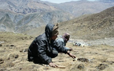 ‘Himalayan Viagra’ Harvest Shut Down Due to Pandemic
