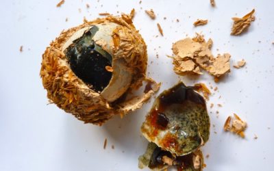 The Ultimate Guide to the Eggs of Asia