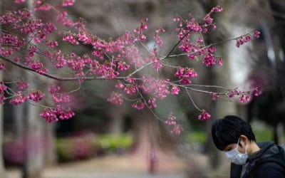 Scrapping Japan Cherry Blossom ‘Like Taking Hugs Away From Italians’