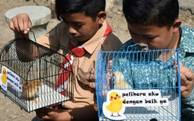 Indonesia: Kids Given Baby Chicks to Wean Off Smartphones