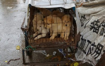 Animal Rights Group Welcomes the End of China Dog Meat Trade
