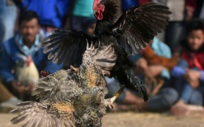 Indian Rooster Kills Owner with Cockfight Blade