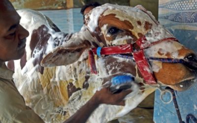 Pakistanis’ Animals Scrub Clean at the Car Wash ahead of EID Festival