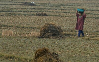 Manure Hunt Underway after India Thieves Steal Cow Dung