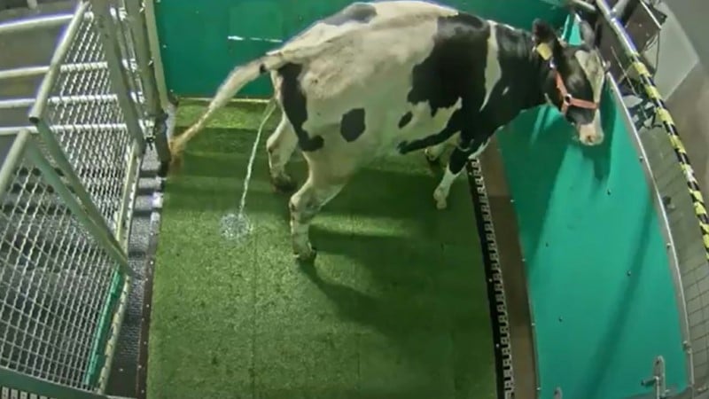 Cow Urinate in a Designated Toilet Area