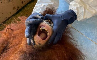 Testing Times: Borneo Orangutans Get COVID Swabs