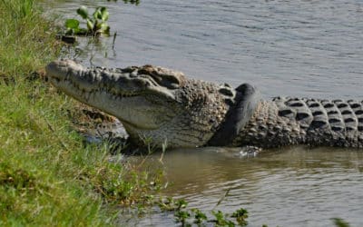 Monster Croc Wrangler Joins Indonesia to Save Tire-Trapped Crocodile