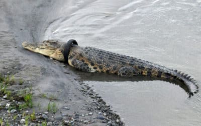 Indonesia Offers Reward for Removing Tire Stuck on Crocodile’s Neck
