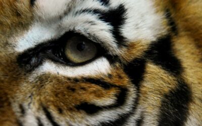 Two Tigers Gunned Down in China’s Latest Escaped-Cat Blunder