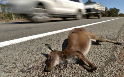 Australian Teen Charged with Hit and Run ‘Kangaroos Massacre’