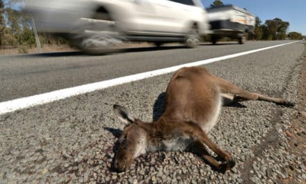 Australian Teen Charged with Hit and Run ‘Kangaroos Massacre’