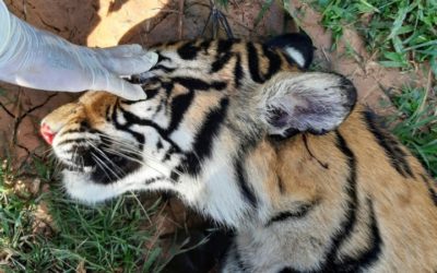 Another Indonesian Report of Suspected Sumatran Tiger Poisoning