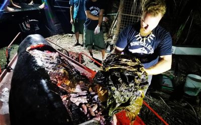Young Whale Found Dead in the Philippines with 40 Kilos of Plastic