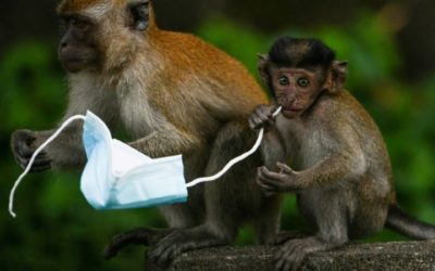 From Macaques to Crabs, Wildlife Faces Threat from Face Masks