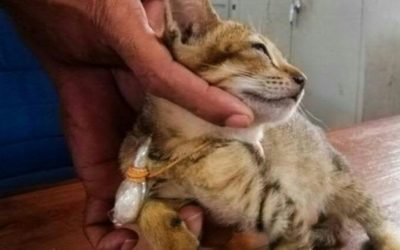 Detained ‘Drug Smuggler’ Cat Escapes Sri Lanka Prison