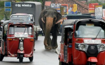Sri Lanka Bans ‘Drunk Driving’ of Elephants in New Protection Law
