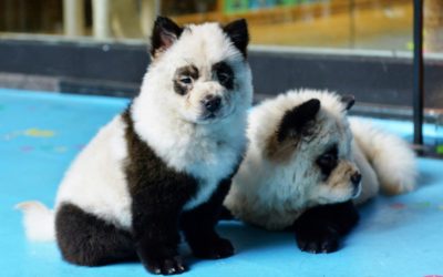 Adorable Panda Dogs Causes Uproar In China Animal Rights Debate