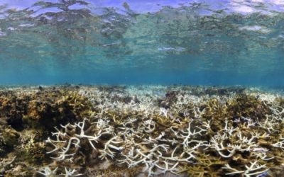 ‘Corals are Being Cooked’: A Third of Taiwan’s Reefs are Dying